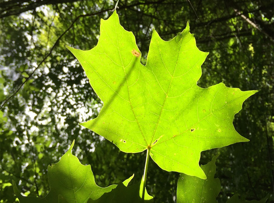 spring maple leaf